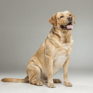 Foundation Programme - Dog Training